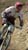 Les Gets World Cup Final - Men's DH