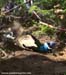 MTB Nationals - Friday Training