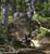 MTB National Championships - DH