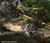 MTB National Championships - DH