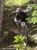 MTB National Championships - DH