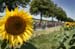 Tour de France: Stage 13