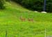 Master's Mountain Bike World Championships XC