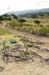 Sea Otter DH