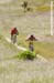 Sea Otter Classic -XC