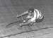 forestvelo