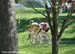 39th Springbank RR