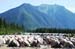 TransRockies
