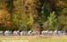 2007 Road World Championships