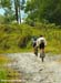 La Ruta 2007
