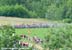 MTB World Championships