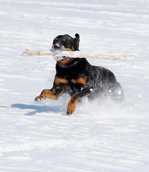 winterdogs