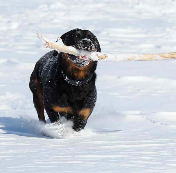 winterdogs