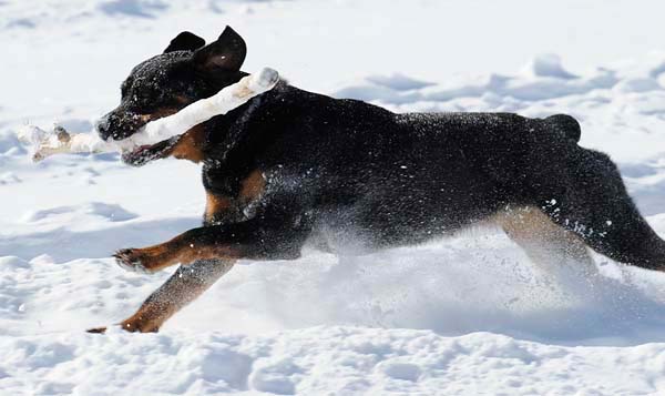 winterdogs