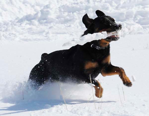 winterdogs
