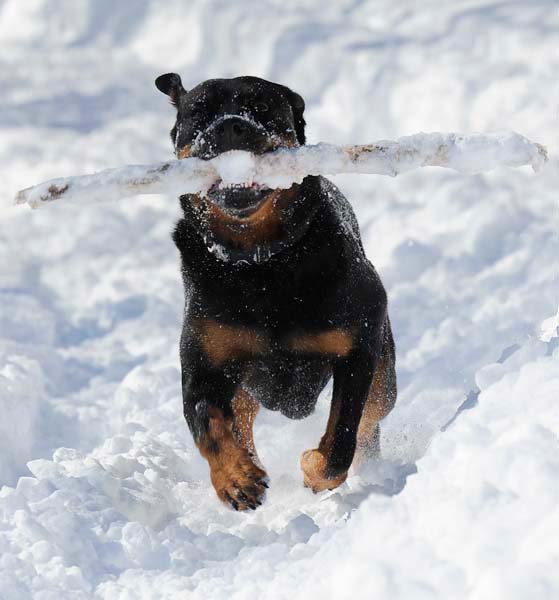 winterdogs