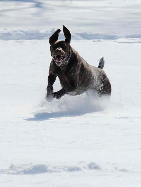 winterdogs