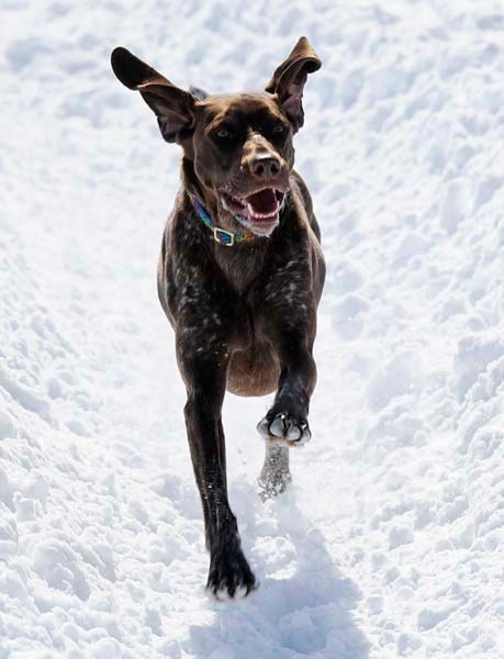 winterdogs