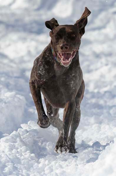 winterdogs