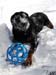 winterdogs