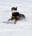 winterdogs