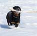 winterdogs