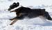 winterdogs