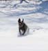 winterdogs