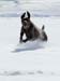 winterdogs