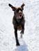 winterdogs