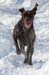 winterdogs