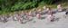 Westside Cycling Classic