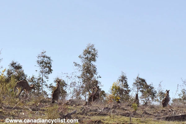 MTB World Championships Canberra Australia