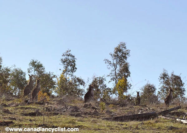 MTB World Championships Canberra Australia