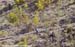 MTB World Championships Canberra Australia