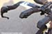 Road World Championships