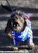 Cyclo-cross World Championships