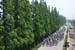 chongming
