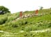 Olympic MTB Venue