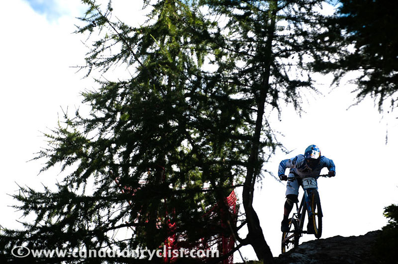 MacDonald_trees