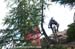 Smith_trees
