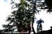 MacDonald_trees