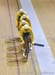 2014 Commonwealth Games