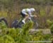2014 Road World Championships Ponferrada Spain
