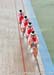 2014 Track World Championships, Cali COL