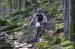 Cancup_Bearmtn