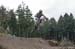 Cancup_Bearmtn