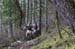 Cancup_Bearmtn