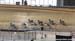 2016 Junior Track Nationals