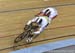 2016 Track World Championships, London UK